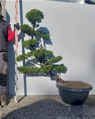 Strauchwacholder 'Kaizuka' - Juniperus chin.'Kaizuka'