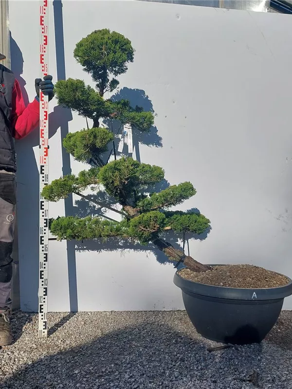 Strauchwacholder 'Kaizuka' - Juniperus chin.'Kaizuka'