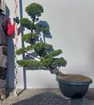 Strauchwacholder 'Kaizuka' - Juniperus chin.'Kaizuka'