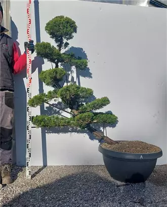 Strauchwacholder 'Kaizuka' - Juniperus chin.'Kaizuka'