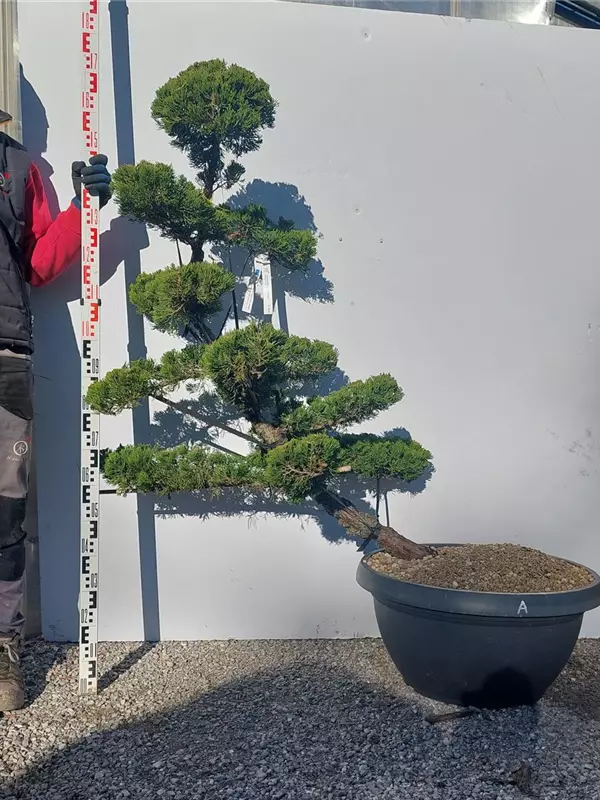 Strauchwacholder 'Kaizuka' - Juniperus chin.'Kaizuka'