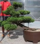 Strauchwacholder 'Kaizuka' - Juniperus chin.'Kaizuka'