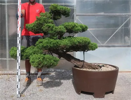 Strauchwacholder 'Kaizuka' - Juniperus chin.'Kaizuka'
