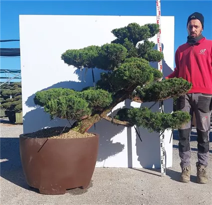 Strauchwacholder 'Kaizuka' - Juniperus chin.'Kaizuka'