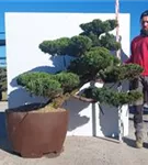 Strauchwacholder 'Kaizuka' - Juniperus chin.'Kaizuka'