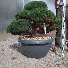 Juniperus chinensis, Gartenbonsai Y21 - 70