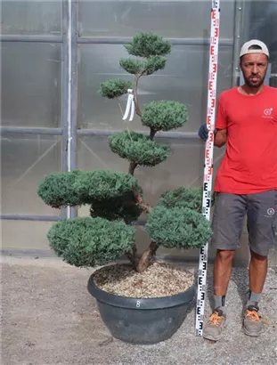 Strauchwacholder 'Grey Owl' - Juniperus virginiana 'Grey Owl' - Bonsai