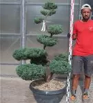 Strauchwacholder 'Grey Owl' - Juniperus virginiana 'Grey Owl' - Bonsai