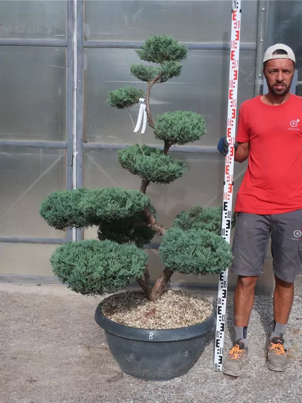 Strauchwacholder 'Grey Owl' - Juniperus virginiana 'Grey Owl' - Bonsai