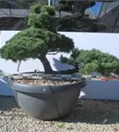 Mädchen-Kiefer - Pinus pentaphylla
