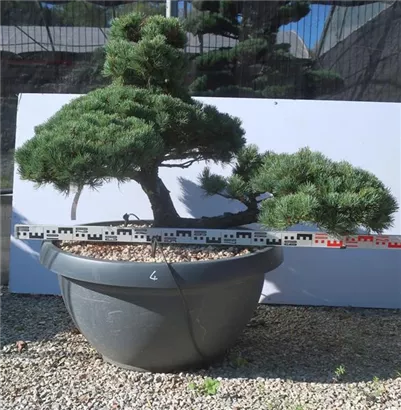 Mädchen-Kiefer - Pinus pentaphylla