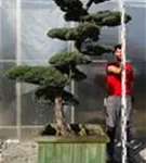 Mädchen-Kiefer - Pinus pentaphylla