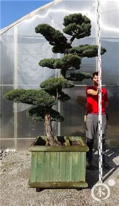 Mädchen-Kiefer - Pinus pentaphylla