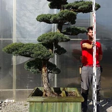 Pinus pentaphylla, Gartenbonsai Y16 - 220