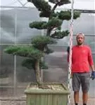 Mädchen-Kiefer - Pinus pentaphylla