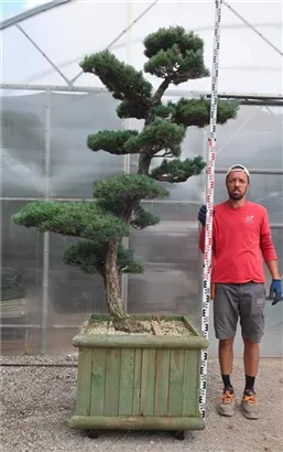 Mädchen-Kiefer - Pinus pentaphylla