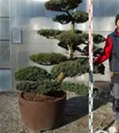 Mädchen-Kiefer - Pinus pentaphylla