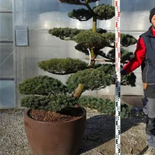 Pinus pentaphylla, Gartenbonsai NP23n3 - 130