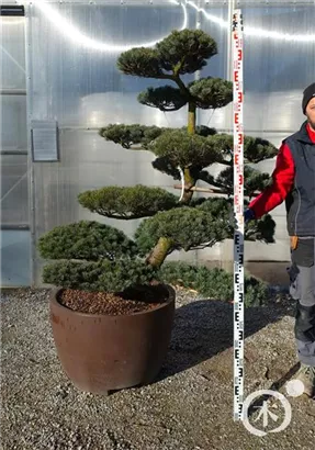 Mädchen-Kiefer - Pinus pentaphylla