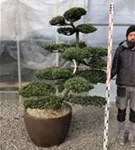 Mädchen-Kiefer - Pinus pentaphylla