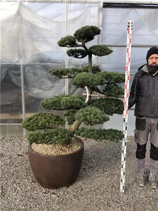 Mädchen-Kiefer - Pinus pentaphylla