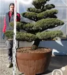 Mädchen-Kiefer - Pinus pentaphylla