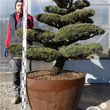 Pinus pentaphylla, Gartenbonsai NP23n4 - 110