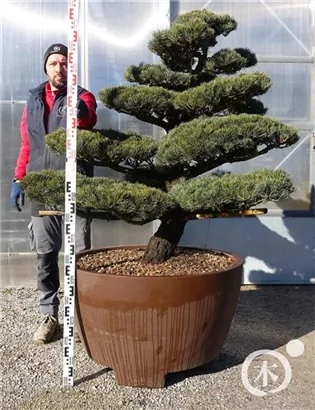 Mädchen-Kiefer - Pinus pentaphylla