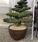 Mädchen-Kiefer - Pinus pentaphylla