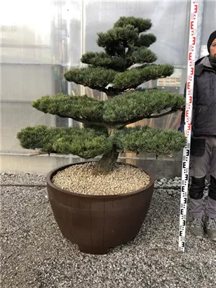 Mädchen-Kiefer - Pinus pentaphylla
