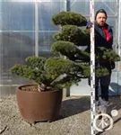 Mädchen-Kiefer - Pinus pentaphylla