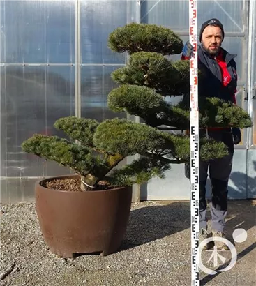 Mädchen-Kiefer - Pinus pentaphylla