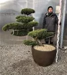 Mädchen-Kiefer - Pinus pentaphylla