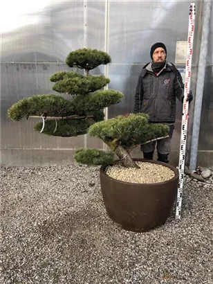 Mädchen-Kiefer - Pinus pentaphylla