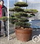 Mädchen-Kiefer - Pinus pentaphylla