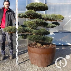 Pinus pentaphylla, Gartenbonsai T75n1 - 120