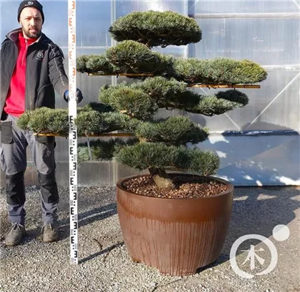 Mädchen-Kiefer - Pinus pentaphylla