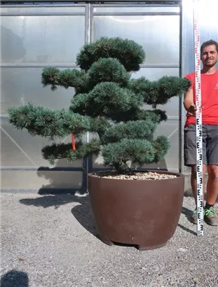 Mädchen-Kiefer - Pinus pentaphylla