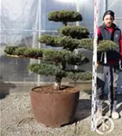 Mädchen-Kiefer - Pinus pentaphylla