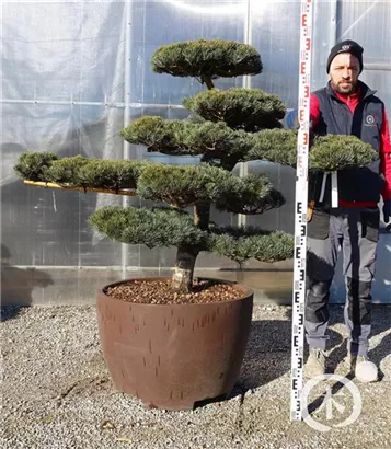 Mädchen-Kiefer - Pinus pentaphylla