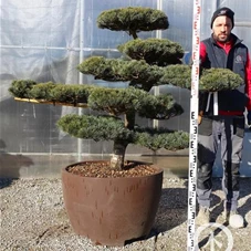 Pinus pentaphylla, Gartenbonsai T75n2 - 110