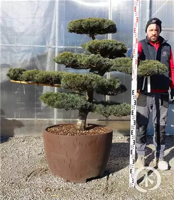 Mädchen-Kiefer - Pinus pentaphylla