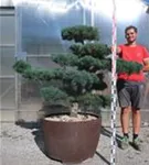 Mädchen-Kiefer - Pinus pentaphylla
