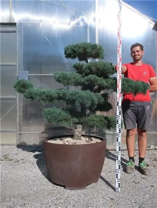 Mädchen-Kiefer - Pinus pentaphylla