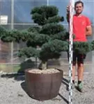 Mädchen-Kiefer - Pinus pentaphylla