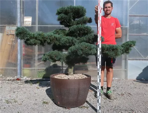 Mädchen-Kiefer - Pinus pentaphylla