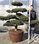 Mädchen-Kiefer - Pinus pentaphylla