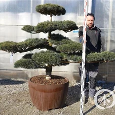 Pinus pentaphylla, Gartenbonsai T75n5 - 140