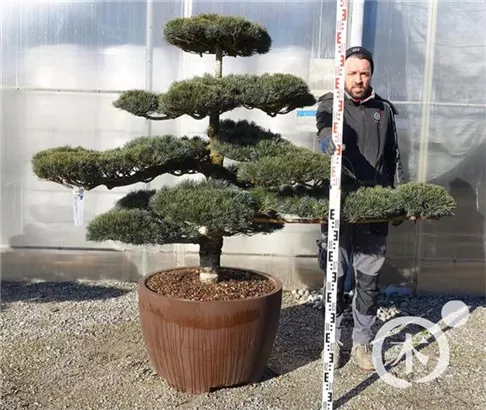 Mädchen-Kiefer - Pinus pentaphylla