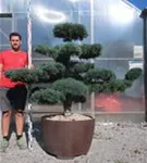 Mädchen-Kiefer - Pinus pentaphylla